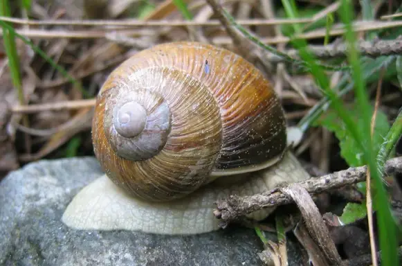 LE MONSIEUR ESCARGOT